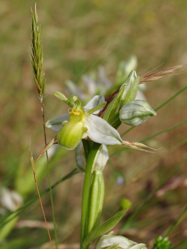 Ophrys apifera var. clorantha